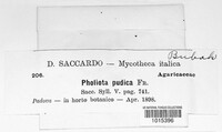 Pholiota pudica image